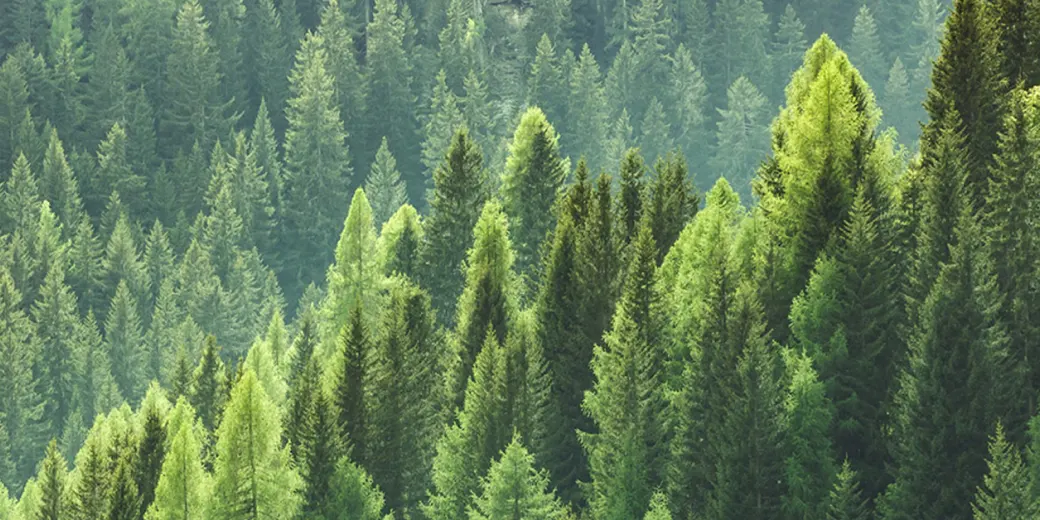 Trees in a forest